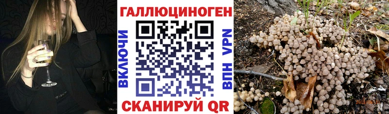 Псилоцибиновые грибы Psilocybine cubensis Кизляр